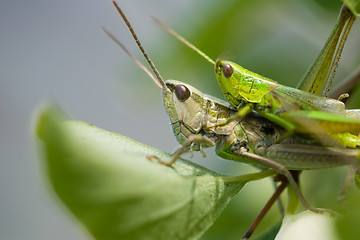 Image showing Grasshoopers - Insect's hardcore :-)