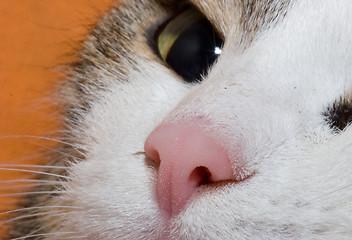 Image showing Young cat close up portret