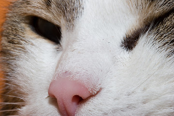Image showing Drowsing cat close up portret