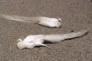 Image showing 2 albino peacocks