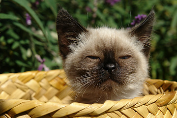 Image showing the siamese kitten siting in basket