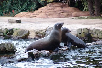 Image showing 2 sea lions
