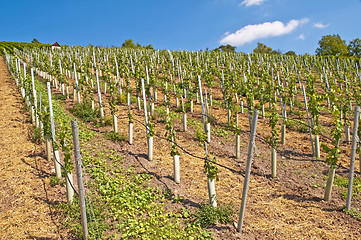 Image showing vineyard