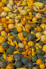 Image showing squash for decoration