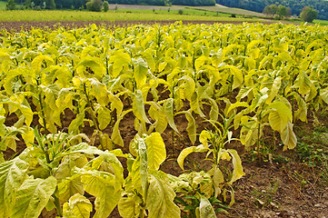 Image showing tobacco field