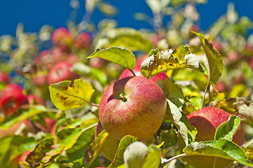 Image showing apple on a tree