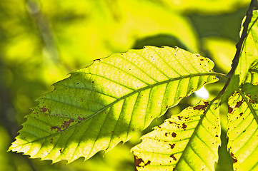 Image showing Chestnut leaf in back-light