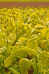 Image showing tobacco field