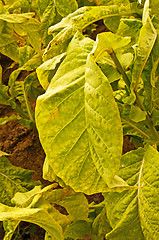 Image showing tobacco field