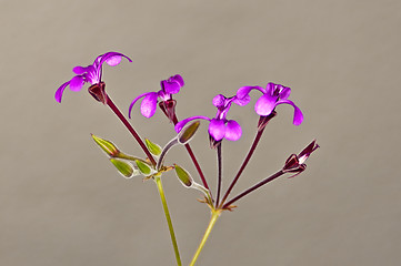 Image showing Umckaloabo, herbal medicine of Africa