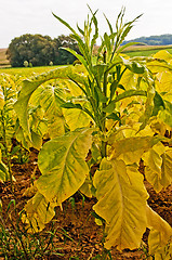 Image showing tobacco field