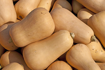 Image showing  squash Butternut