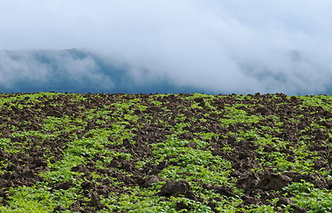 Image showing acre in morning fog