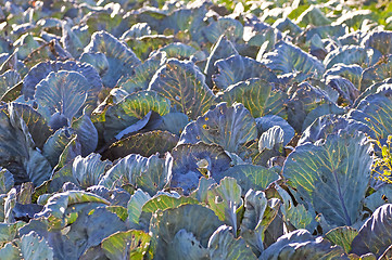 Image showing biological cultivation of kale