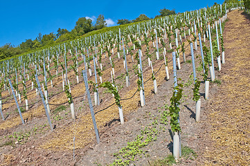 Image showing vineyard