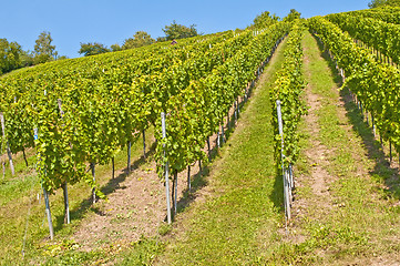 Image showing vineyard