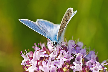 Image showing common blue,  Polyommatus icarus