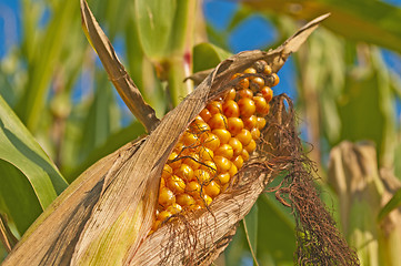 Image showing ripe corn