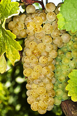 Image showing white ripe grapes in a vineyard