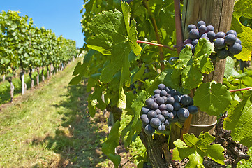 Image showing blue ripe grapes in a vineyard