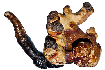 Image showing Reishi engl