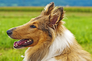 Image showing collie dog