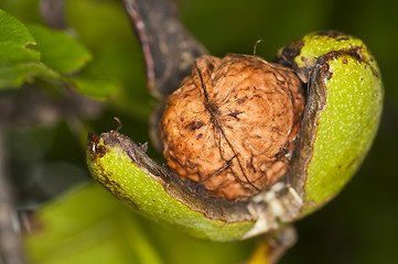 Image showing walnut on tree