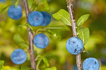 Image showing Blackthorn, Prunus spinosus