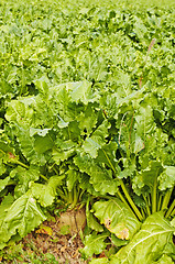 Image showing sugar beet