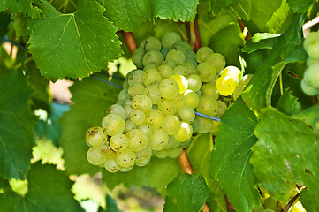 Image showing blue ripe grapes in a vineyard