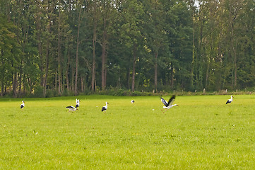 Image showing storks on a meadow