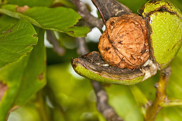 Image showing walnut on tree