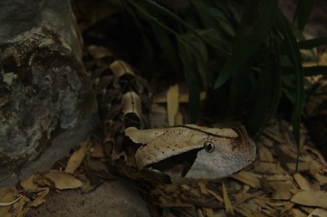 Image showing snake