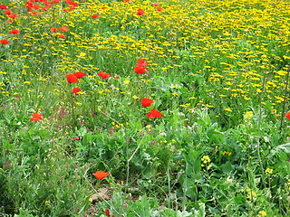 Image showing Poppies and daisies. Cyprus