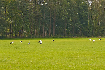 Image showing storks on a meadow