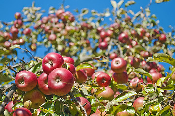 Image showing apples on a tree