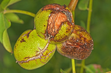 Image showing walnut on tree