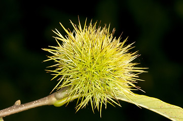 Image showing Chestnut  fruit