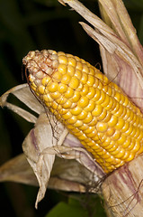 Image showing ripe corn