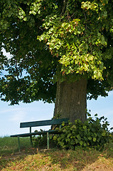 Image showing park bench under old lime tree