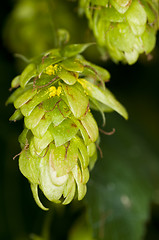 Image showing hops