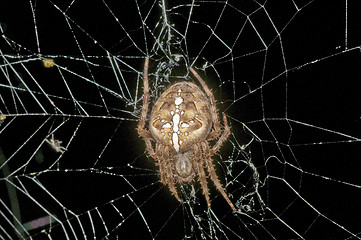 Image showing garden spider, Araneus diadematus