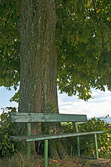 Image showing park bench under old lime tree