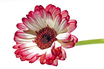 Image showing Gerbera