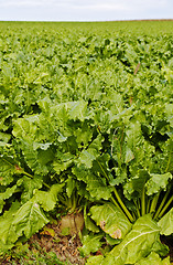 Image showing sugar beet