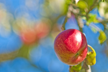 Image showing apple on a tree