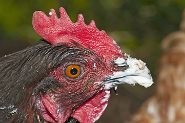 Image showing chicken with smeared beak