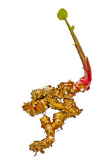 Image showing Galangal, Alpinia galanga