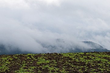 Image showing acre in morning fog