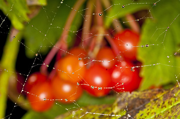 Image showing spiderweb with raindrops